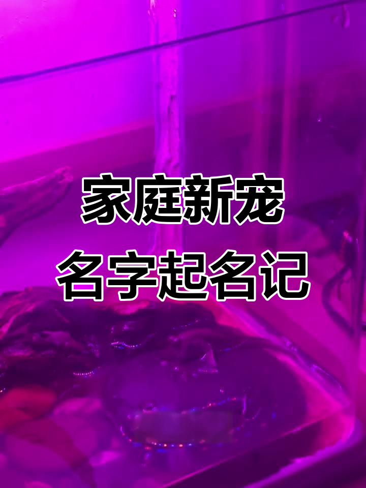 新成员加入,斗鱼、孔雀和斑点龟的名字大揭秘