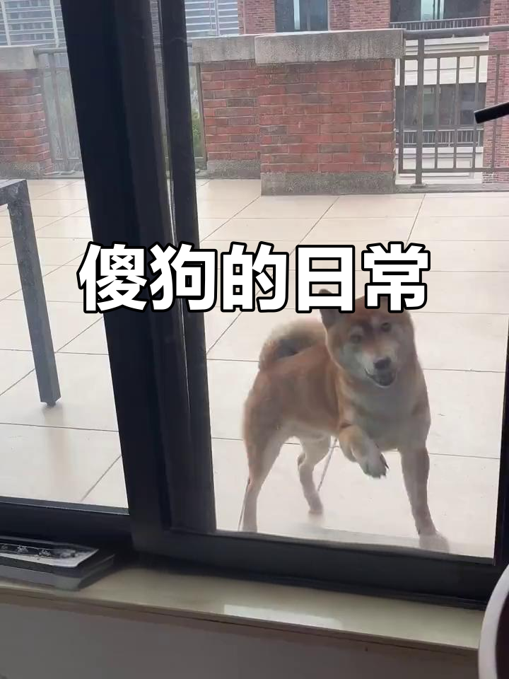 柴犬的搞笑日常，表情包来袭！