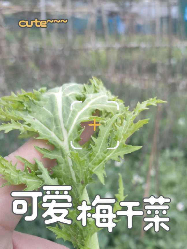 延陵桥边,一株梅干菜的小时候 纯天然绿色蔬菜 桥在毛纺厂后面,御河通往宋六陵