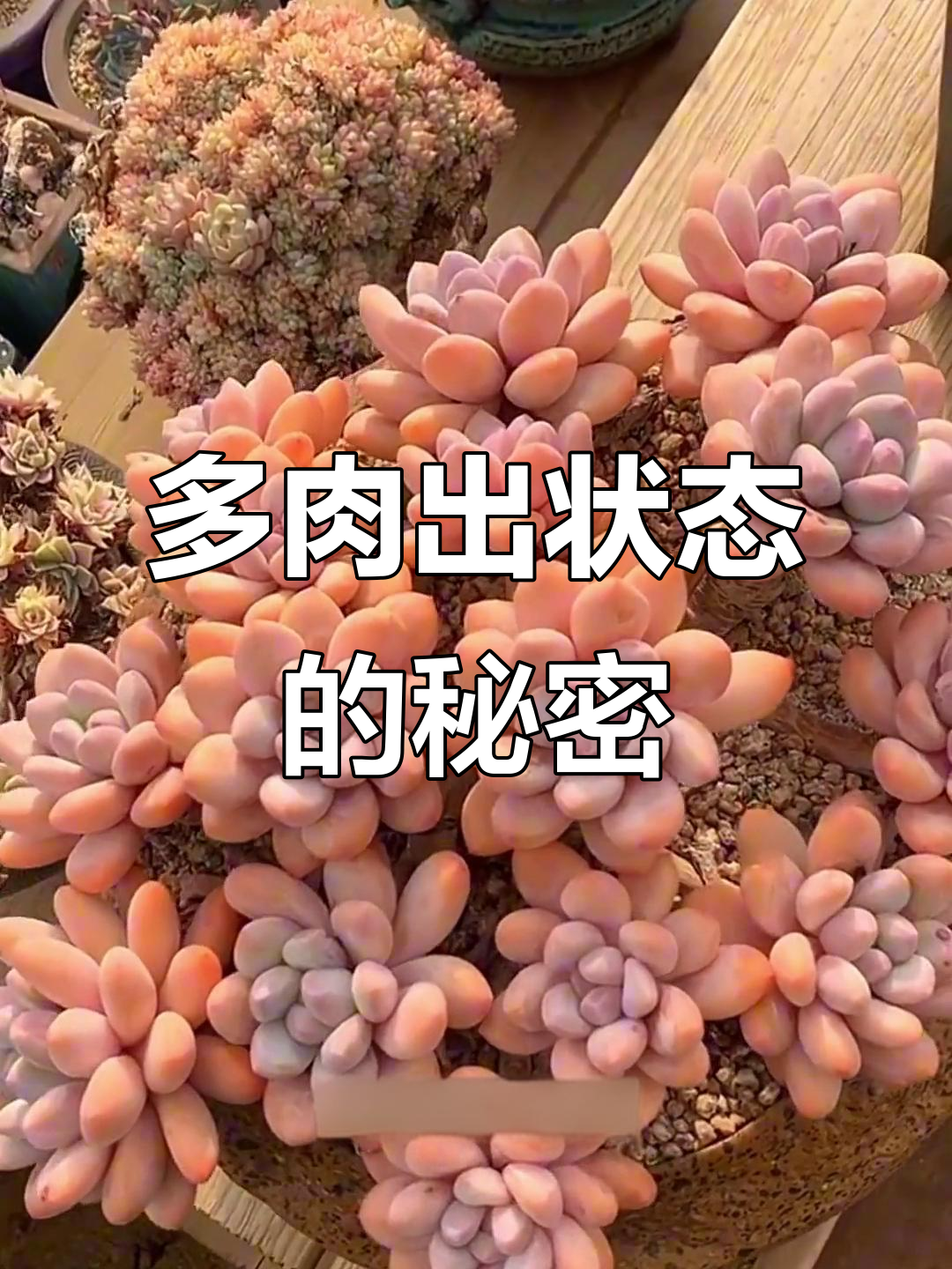 多肉植物如何从平凡到惊艳？出状态的关键技巧大揭秘