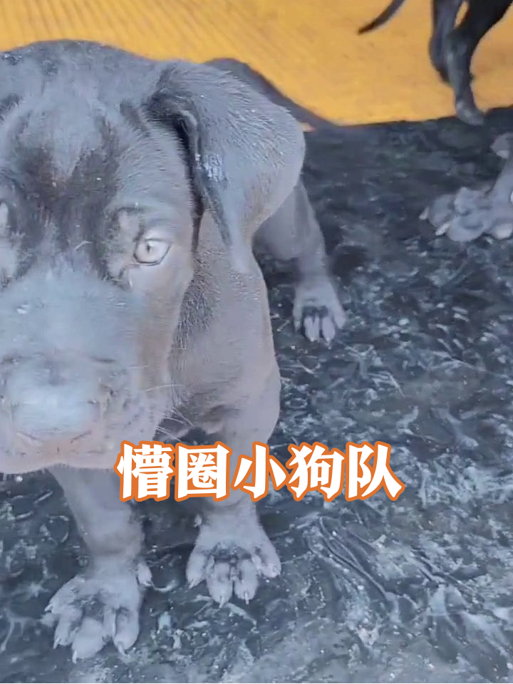 狗崽届显眼包!灰色修勾自带懵圈表情包,狗妈路过当监工