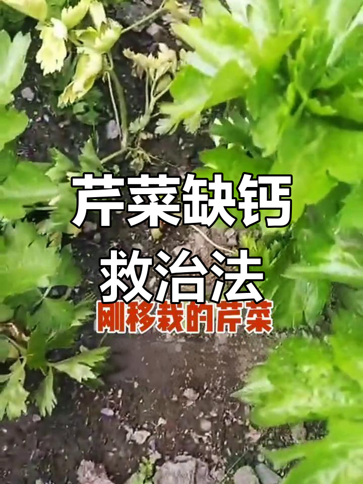 芹菜心腐病,缺钙导致枯萎,及时补救才能挽救植株