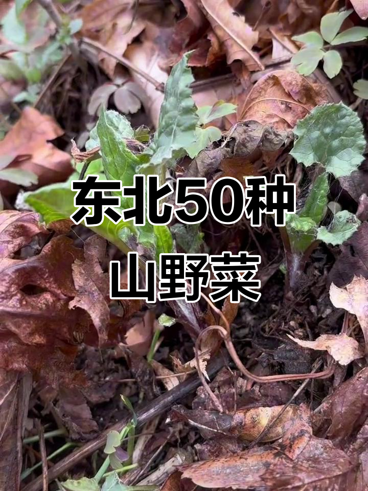 东北50种常见山野菜,带你了解它们的学名与土名