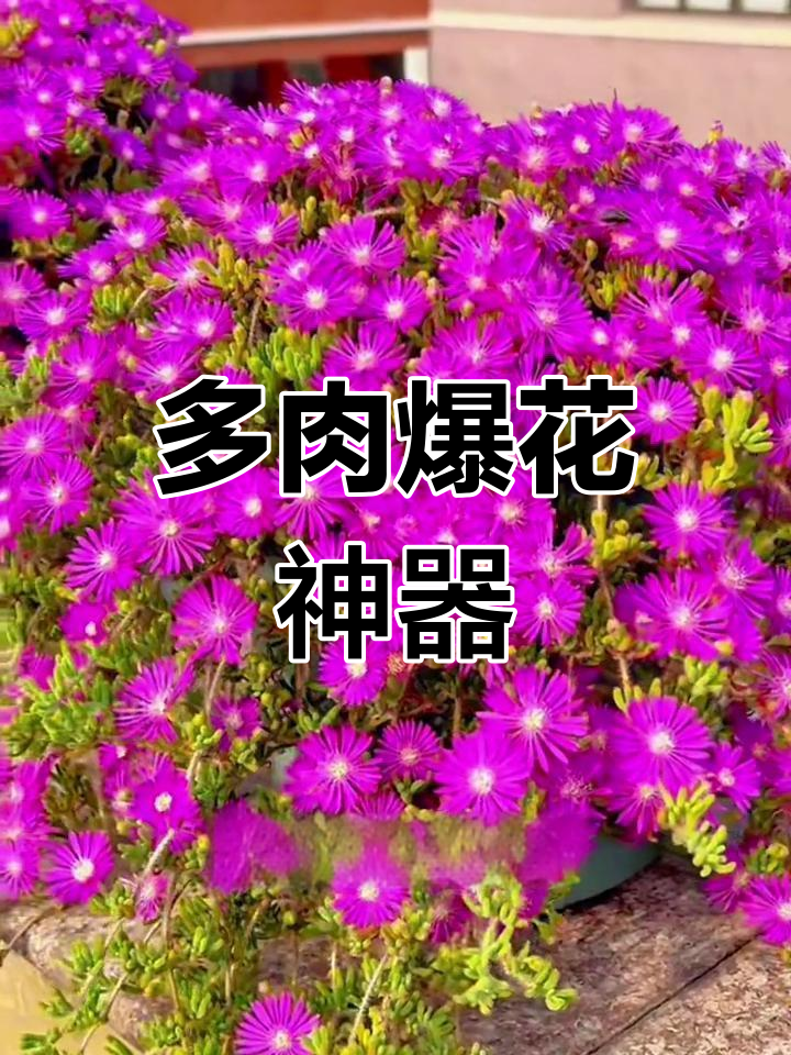 这款多肉叶片如兔耳,开花惊艳,扦插易活,花苞随处可见