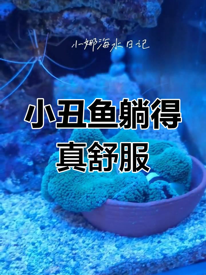 双带小丑鱼与地毯海葵的惬意时光