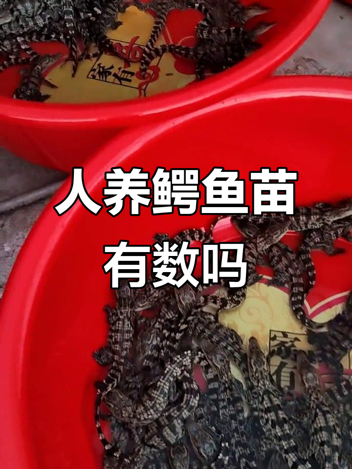 人工养殖鳄鱼苗,数量能控制吗?