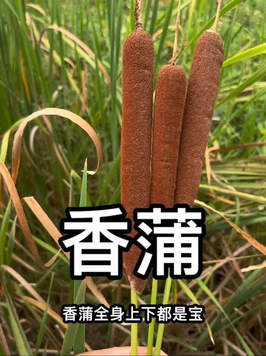 香蒲从叶到果全身都是的