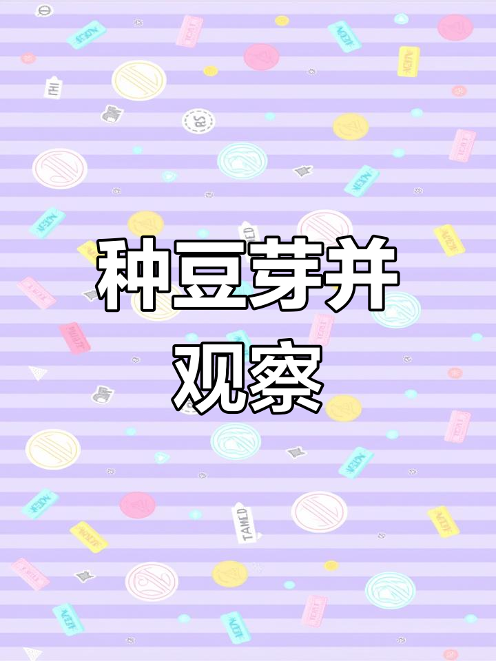 观察豆芽生长过程