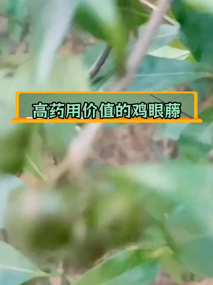 鸡眼藤:多地分布的中药材