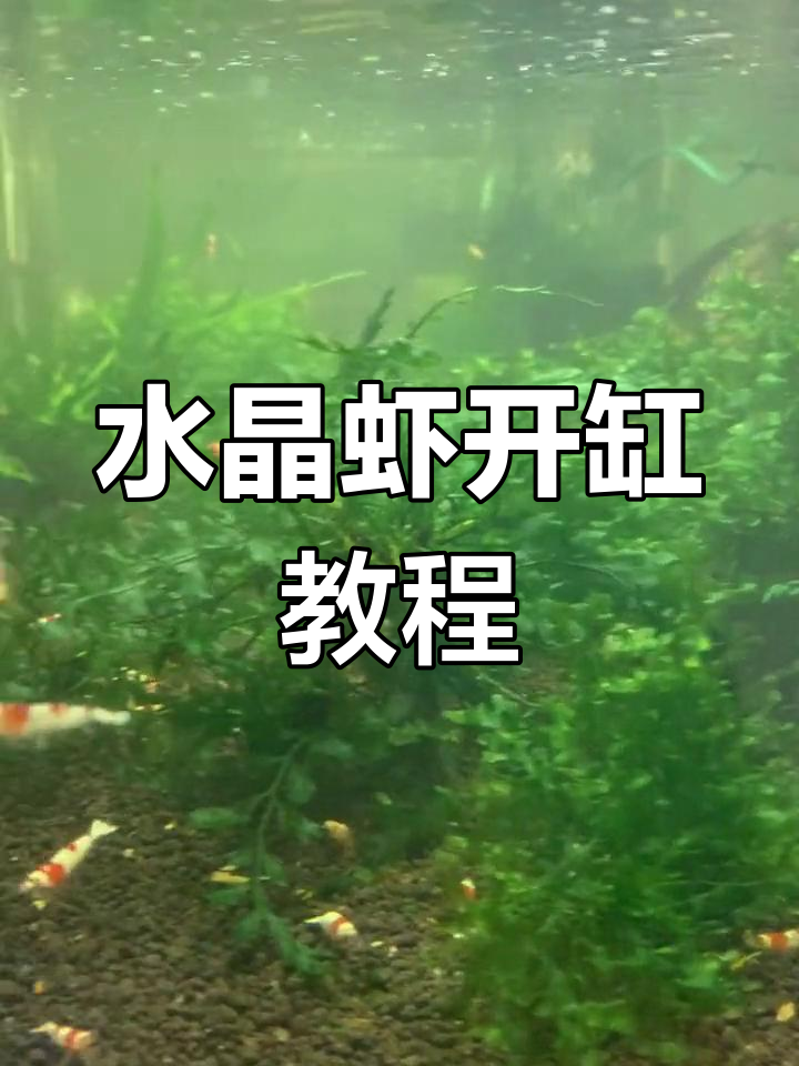 水晶虾开缸全攻略:水质调节与养护技巧