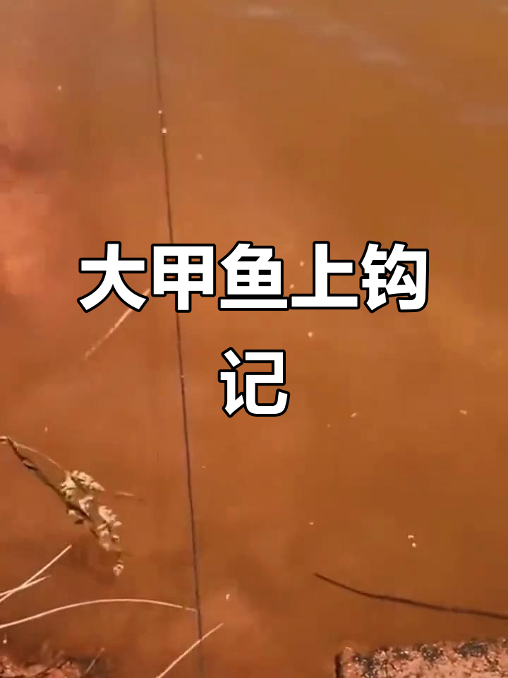 甲鱼钩钓大货,新鲜猪肝引诱成功