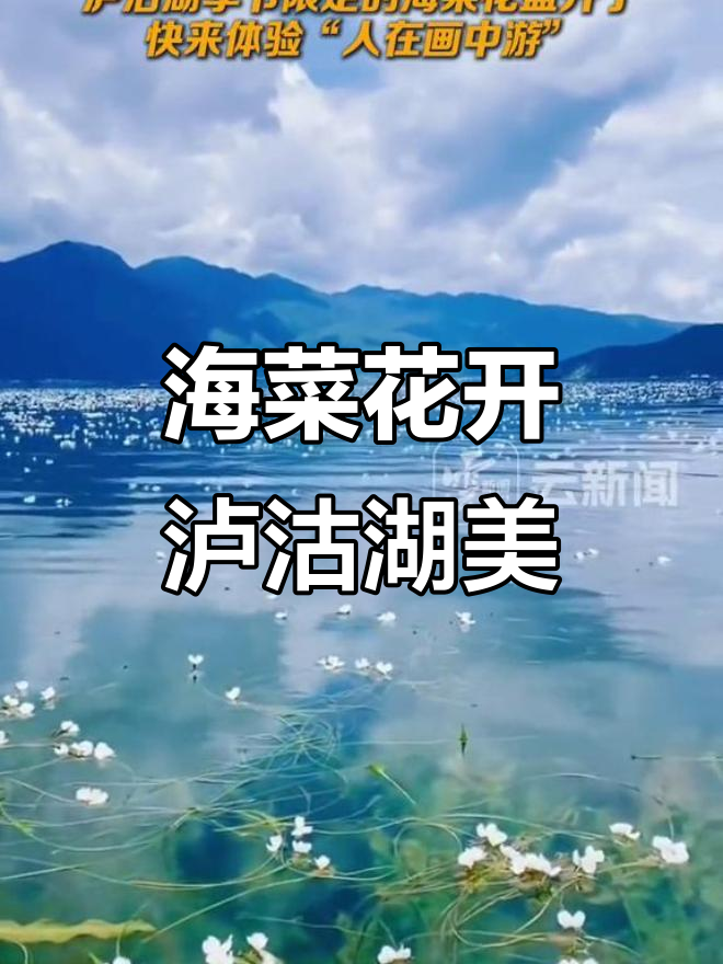 泸沽湖海菜花盛开，错过就要等一年！