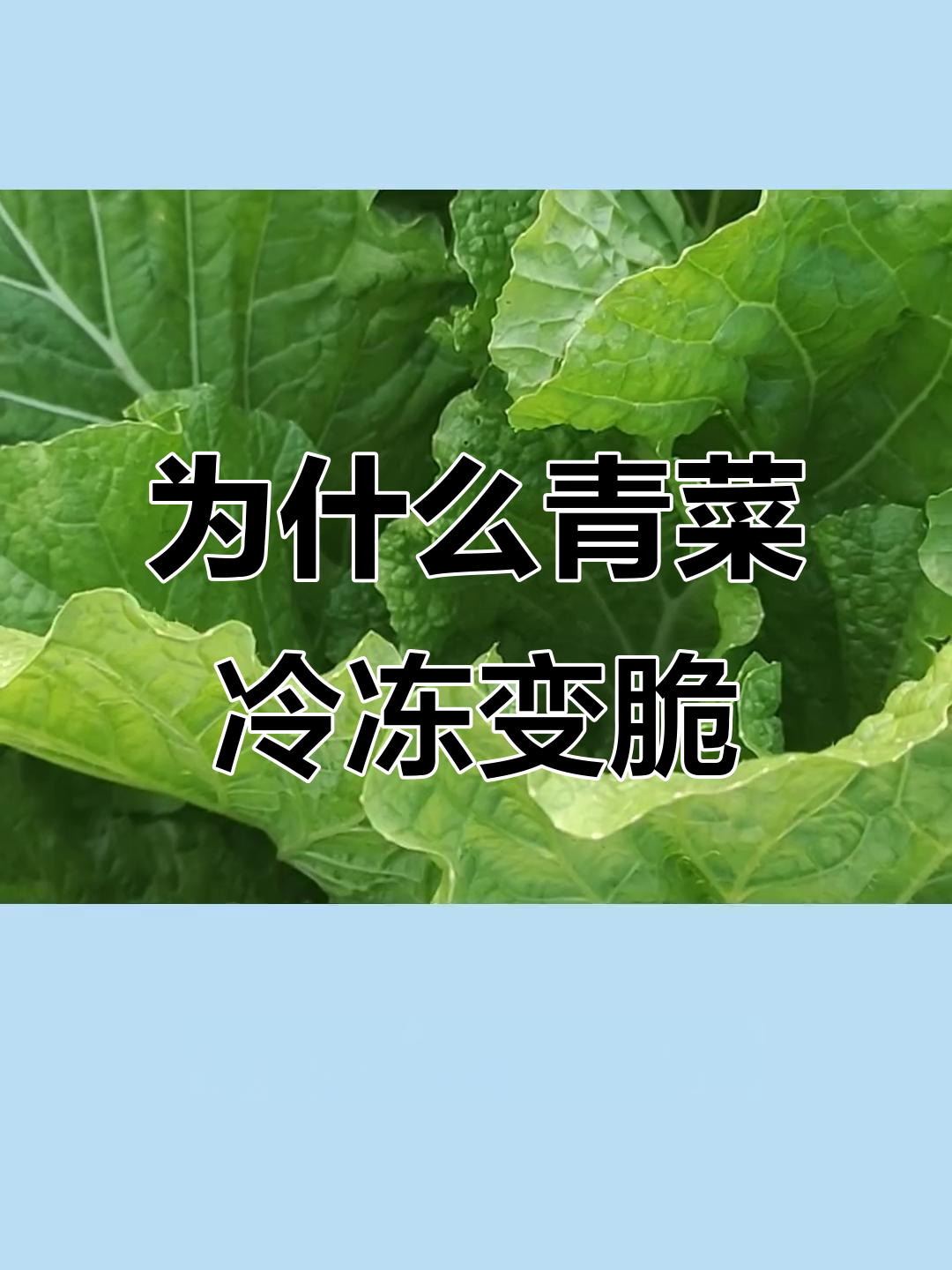 哈尔滨青菜冻脆的真相:温度变化破坏细胞结构