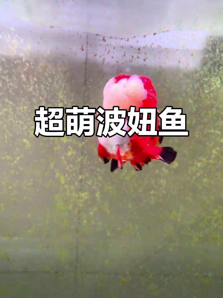 兰寿金鱼：憨态可掬的游泳小公主，超易养！