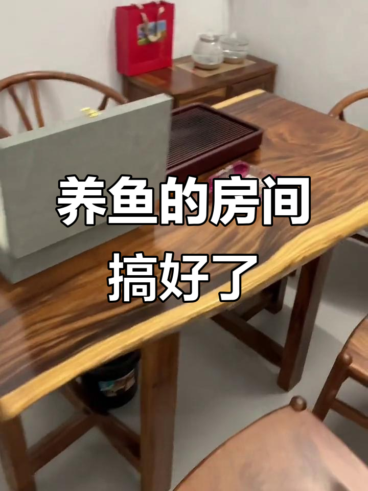 鱼缸换新,养什么鱼好?
