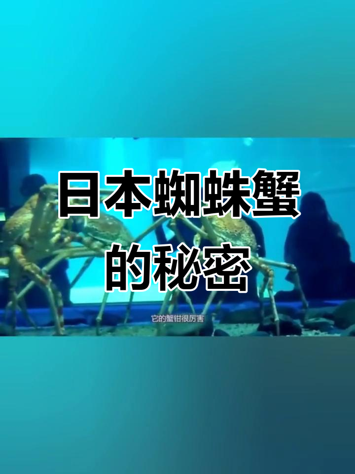 揭秘日本蜘蛛蟹:核饲料变异,攻击力惊人