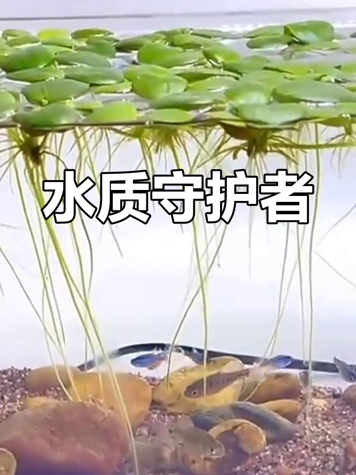 圆心萍净化水质,吸收硝酸盐,适合水培或鱼缸装饰