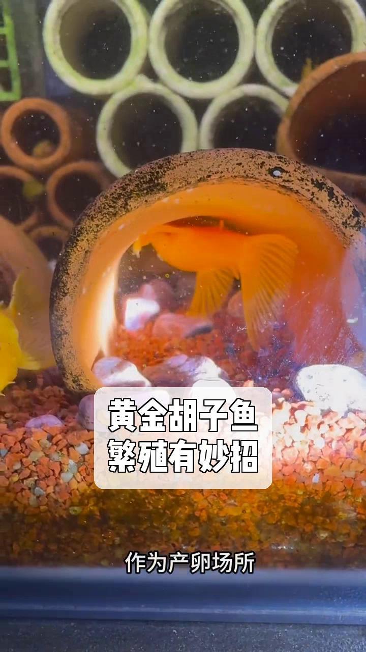 黄金胡子鱼,繁殖有妙招