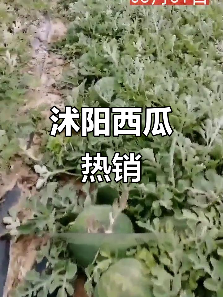 03月31日:209家采购商求购,沭阳西瓜批发需求巨大