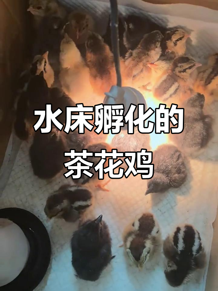 茶花鸡种蛋孵化记:25个出8,剩下还在等