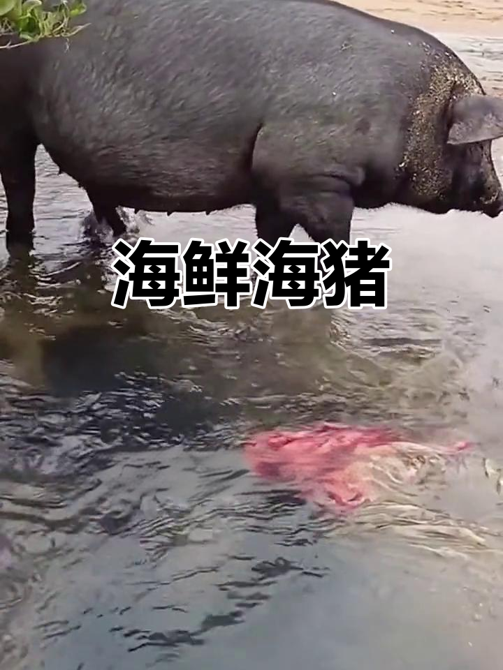 海猪,北海特产,肉质鲜美,营养丰富