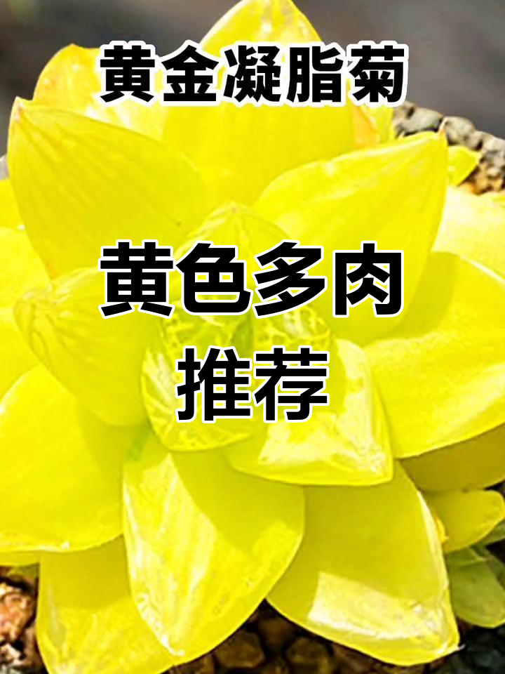 黄色系多肉植物大全,15种精选品种