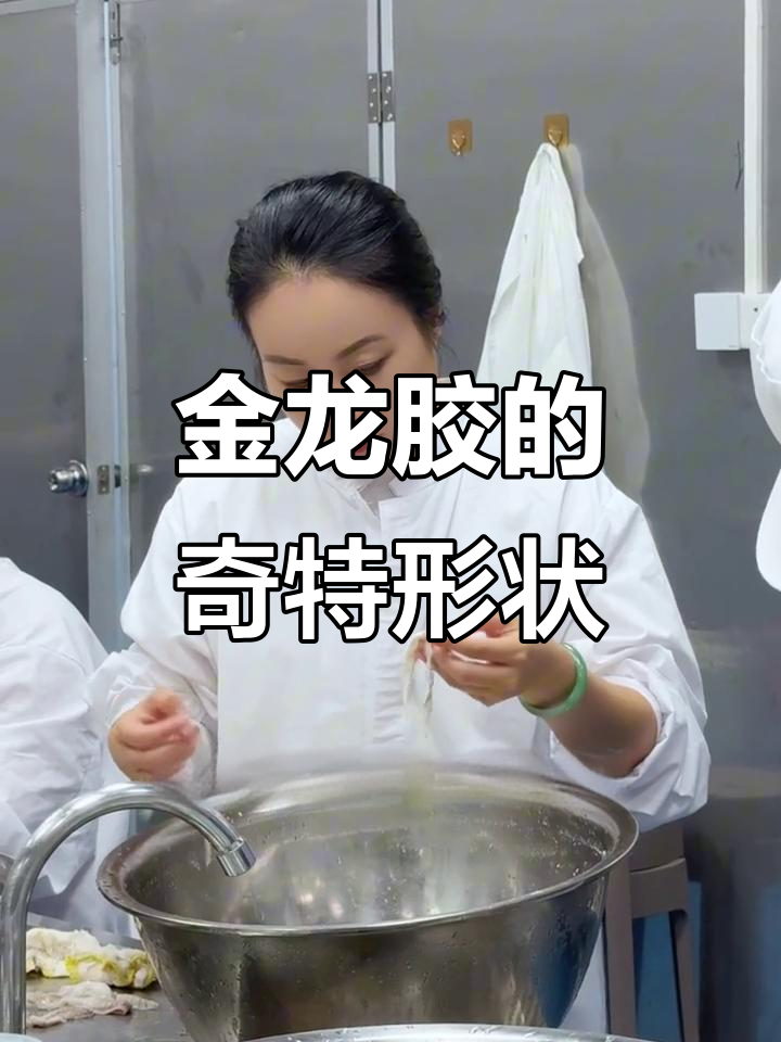 难得一见的金龙胶,平铺像蝙蝠翅膀,新鲜鱼胶揭秘