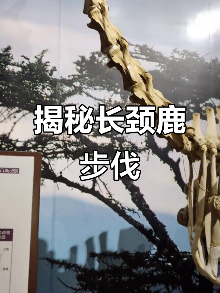 长颈鹿走路的秘密:脚掌与小腿如何配合?