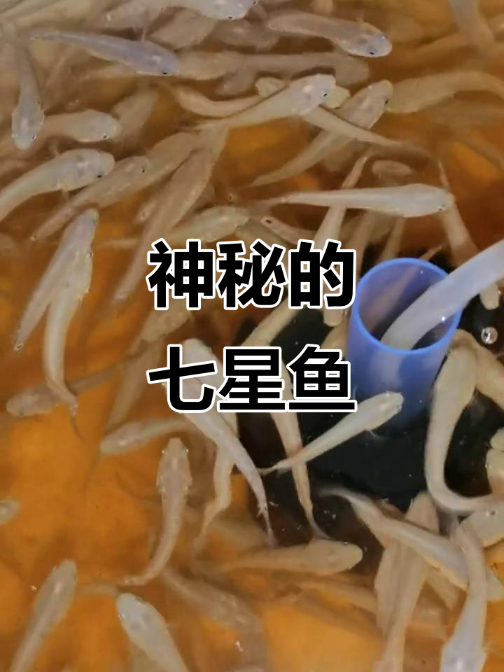 七星鳢,山斑鱼,星光闪烁的神秘水族