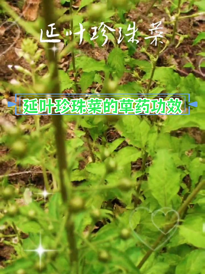 珍珠菜属多年生草本植物,药用价值高