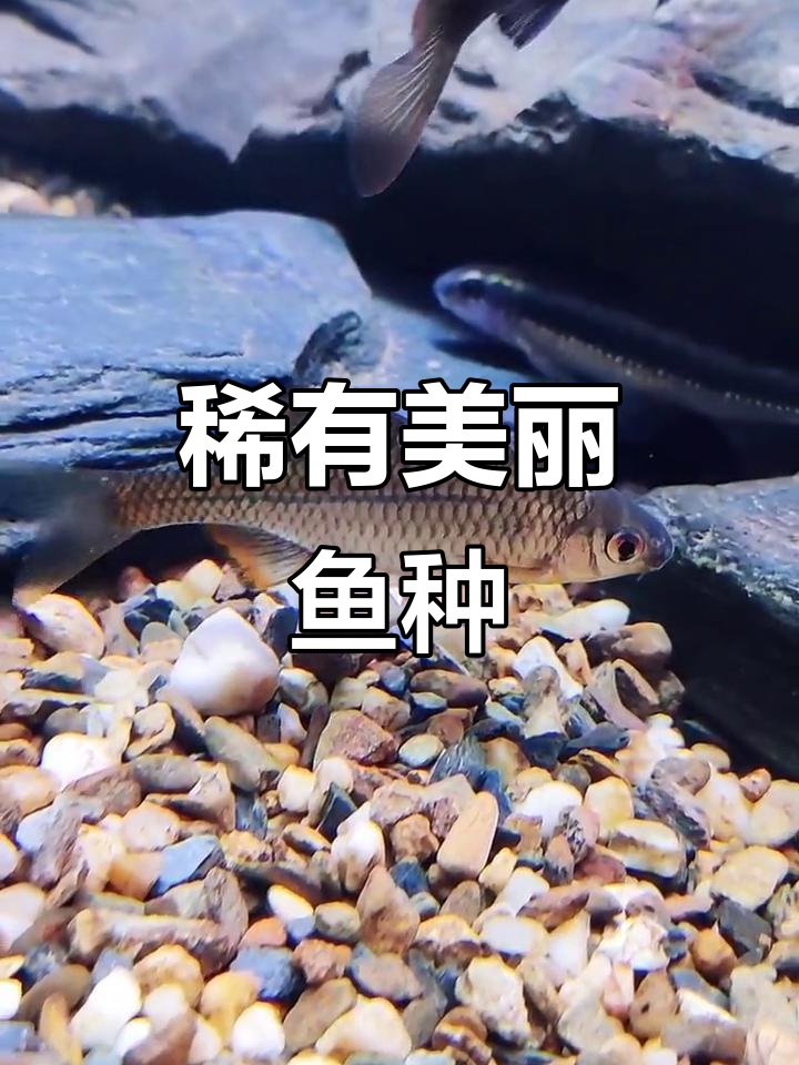 安徽肯氏浴侧线:冷门却美丽的鱼种,值得了解