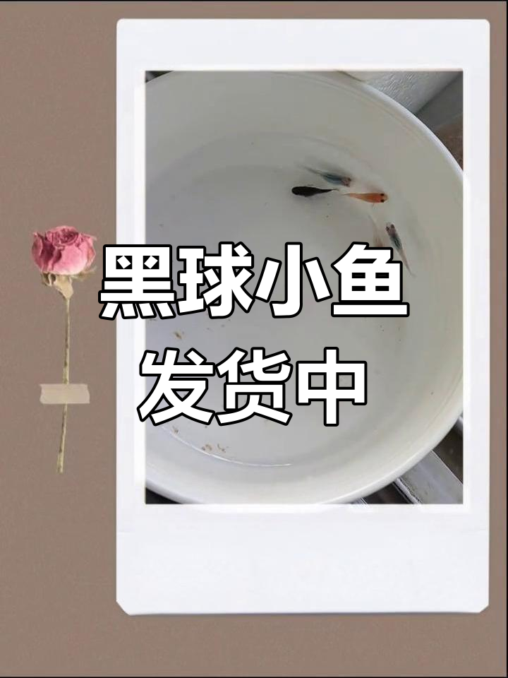 鱼籽孵化后,黑球品质的小鱼被挑走