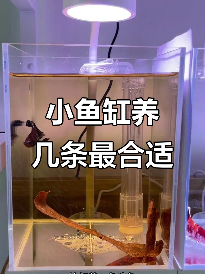 小鱼缸适合养什么?三厘米到八厘米的鱼儿都能选