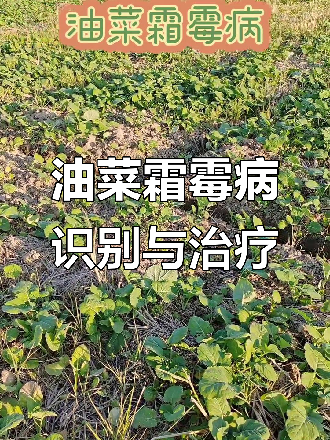 油菜霜霉病症状与防治方法，叶片黄白斑点如何应对
