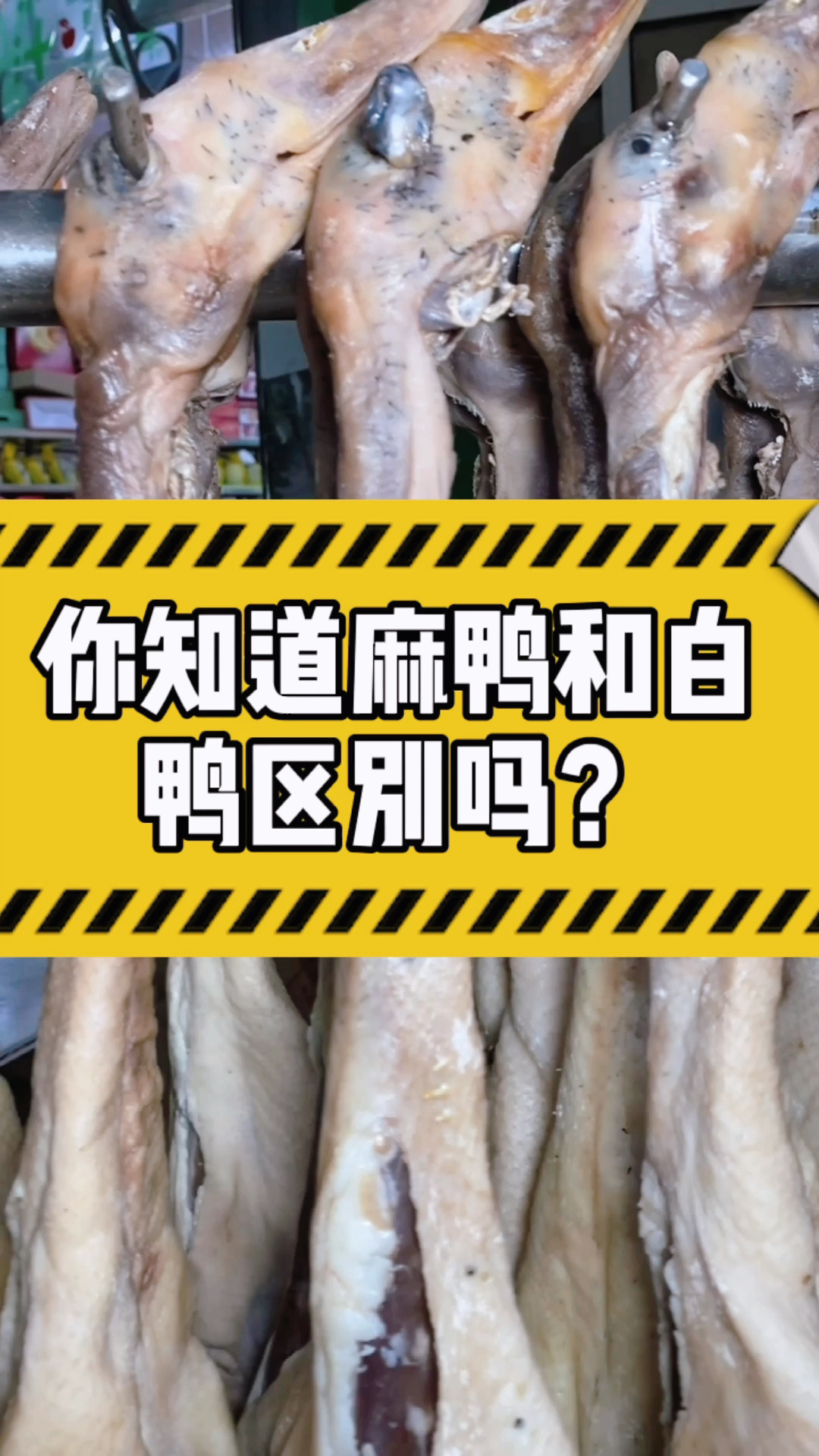 老南京最爱的麻鸭和白鸭子有啥区别