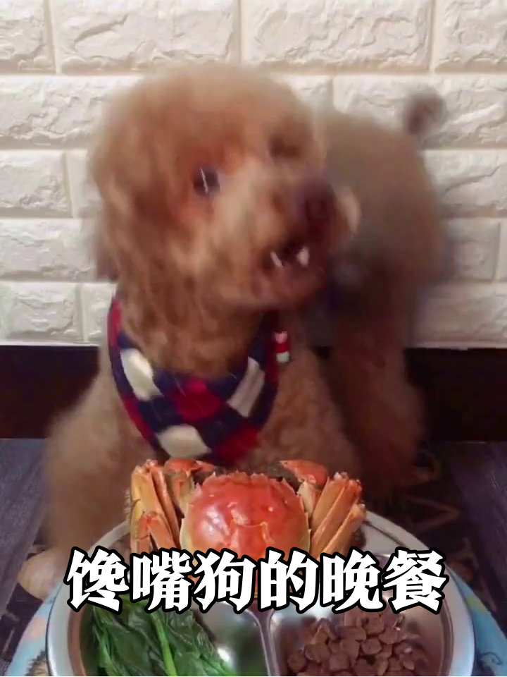 狗狗见大闸蟹秒变表情包,换餐后狂炫饭