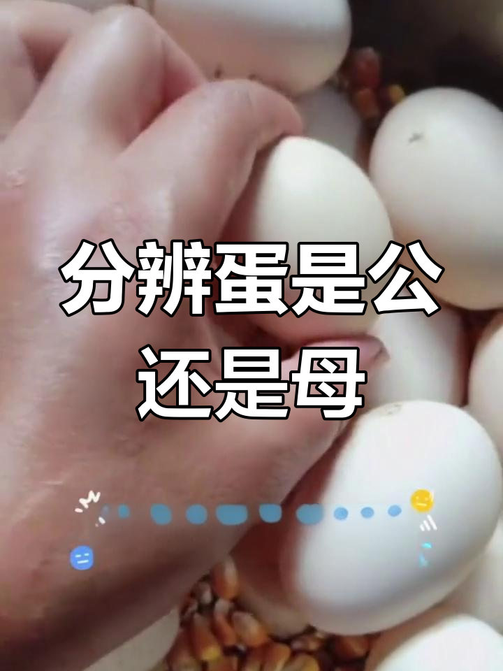 如何通过鸡蛋辨别公母鸡?