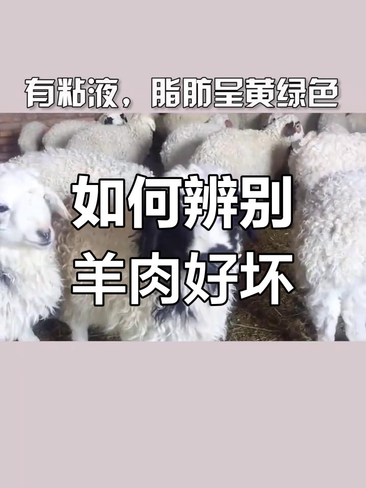 羊肉挑选全攻略,新鲜与变质的区别