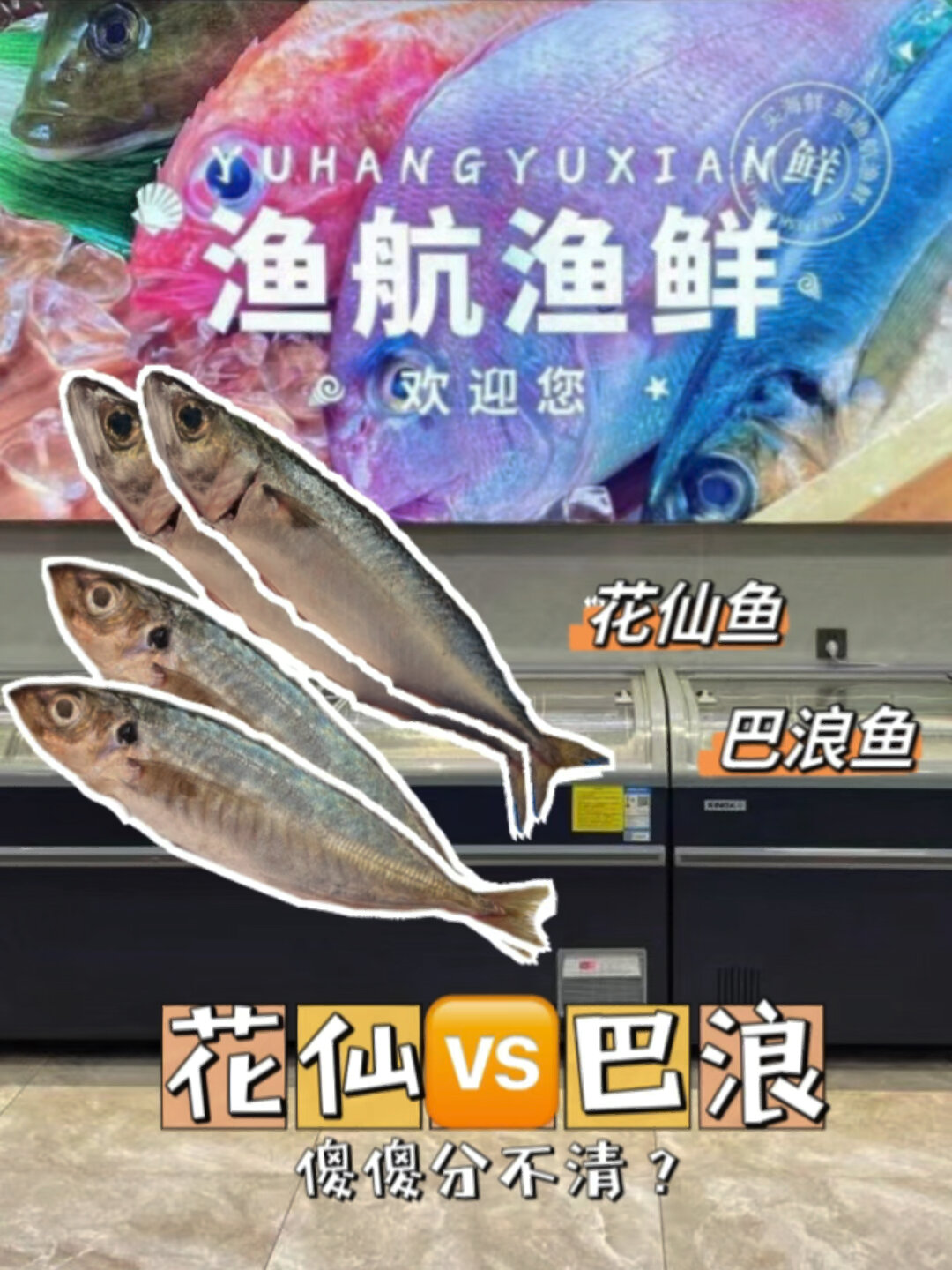 ♀花仙鱼巴浪鱼傻傻分不清?