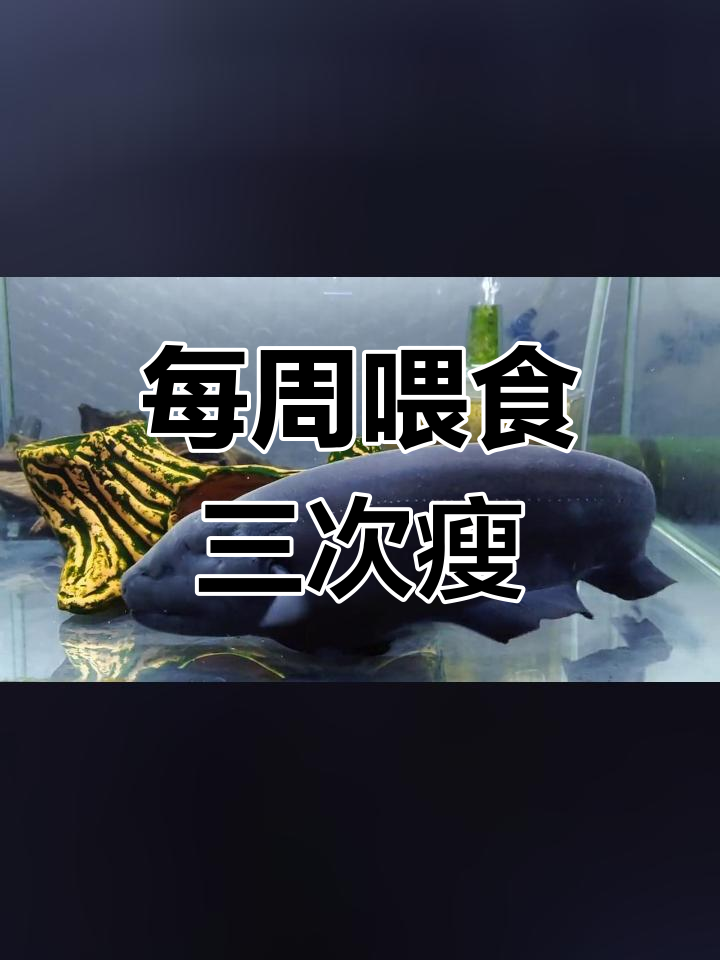 黑魔鬼刀鱼一周喂三次,体重反而下降
