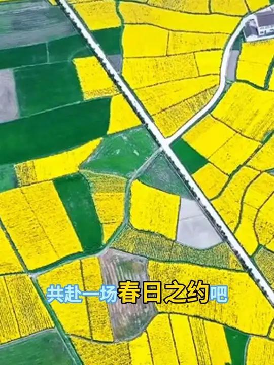 赴洋县油菜花海之约,品邦淇菜籽油地道风味!