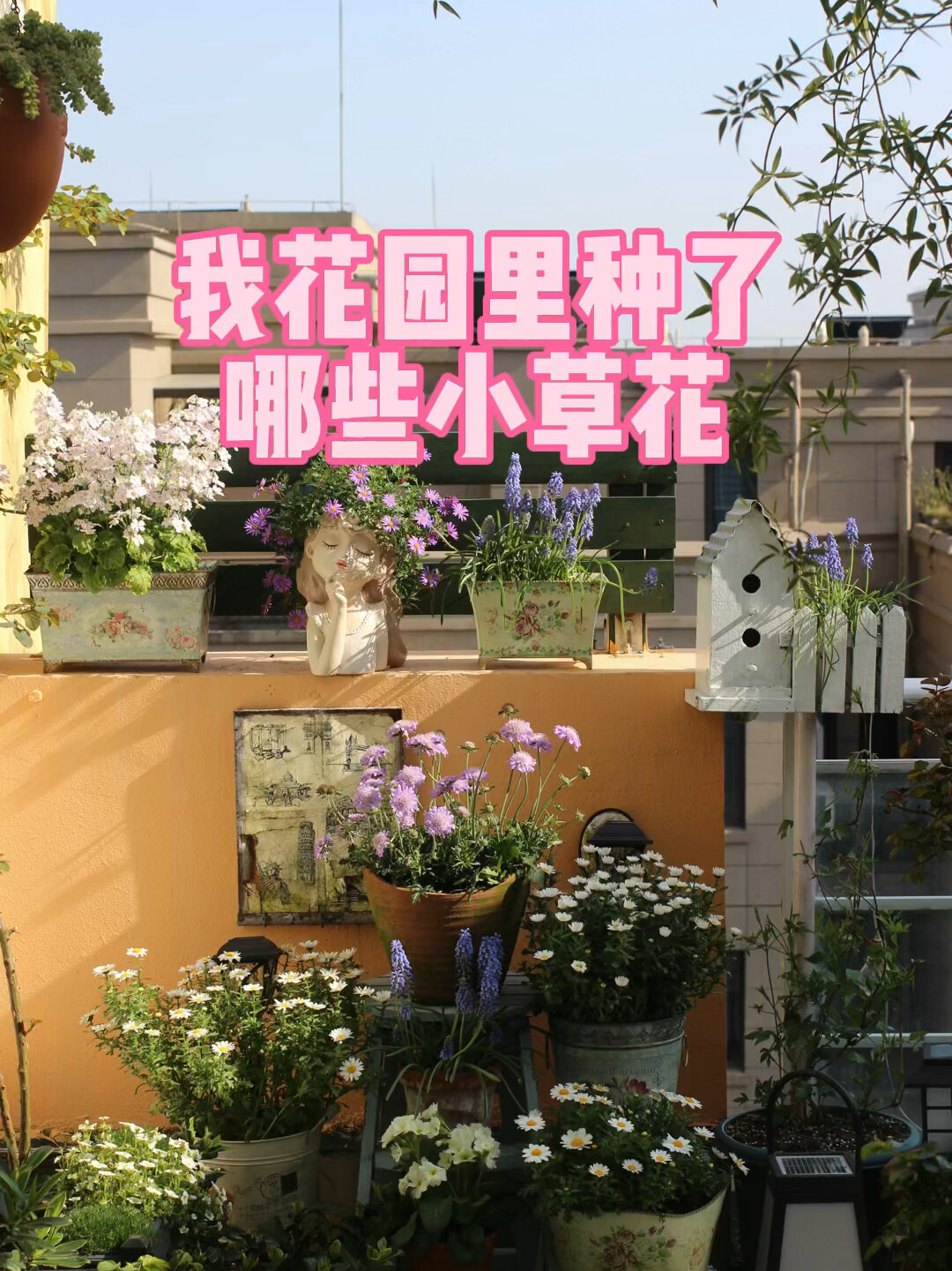 花园种了哪些小草花