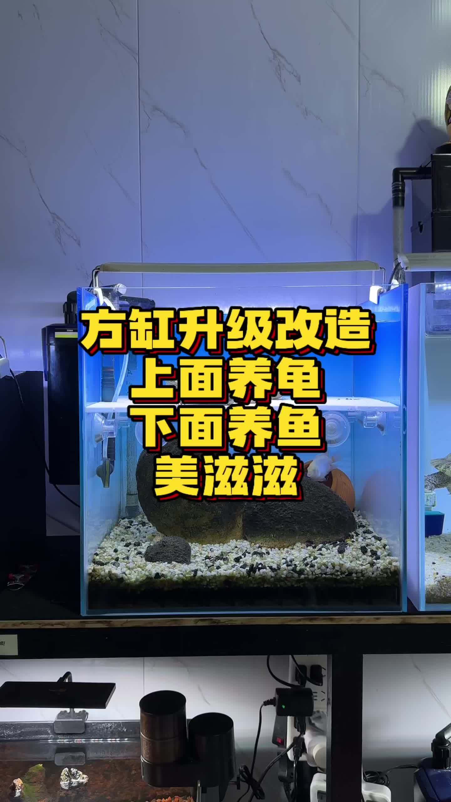 方缸养龟升级 上面养龟下面养鱼一缸两用,把方缸空间利用到极致 养龟日常 内容启发搜索 水族