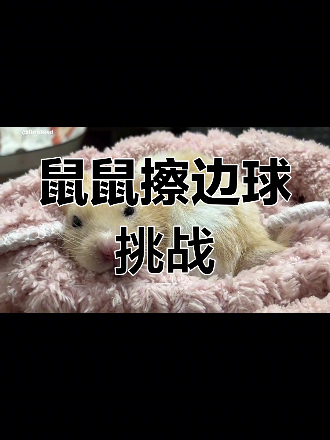 金丝熊的擦边球挑战,萌宠搞笑日常