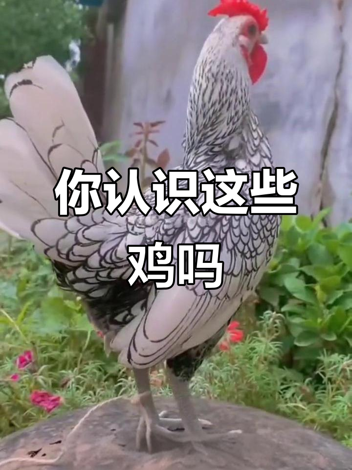20种不同品种的鸡,看看你能认出几种?