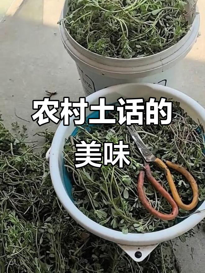 农村野餐必备:马齿信与麻食菜的完美搭配