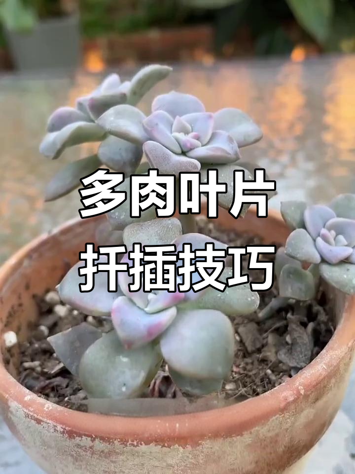 叶片扦插多肉,这两步做对了只长根不发芽