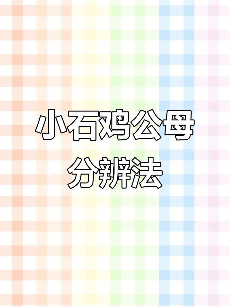 公母小石鸡一看腿就能分,简单又有趣