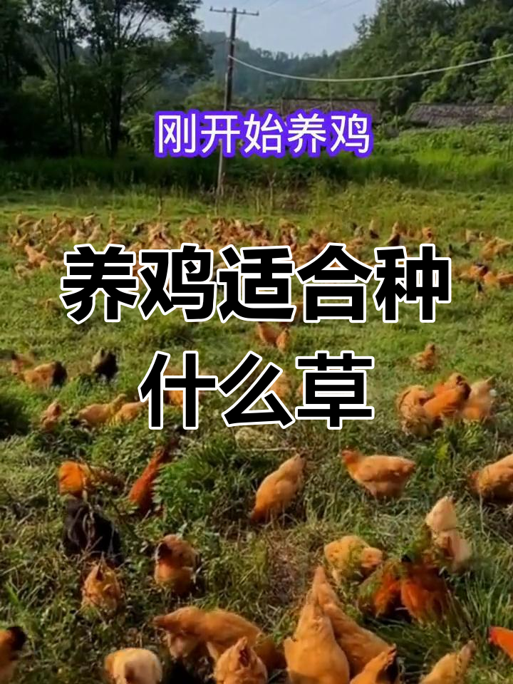 散养鸡吃什么草?推荐高产牧草种植