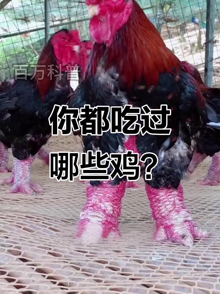 十二生肖中的鸡,你吃过几种?从咕咕到火鸡全解析